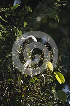 Hanuman Langur, monkey in Nepal