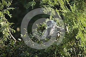 Hanuman Langur, monkey in Nepal