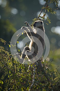 Hanuman Langur monkey in Nepal