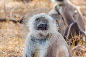 Hanuman Langur Monkey
