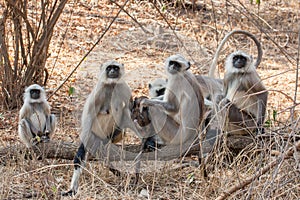 Hanuman Langur Monkeys