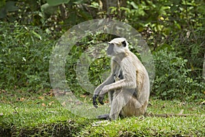 Hanuman Langur in the riverbank, Bardia, Nepal