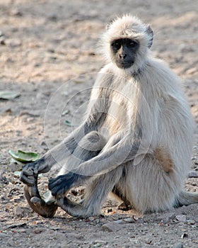 Hanuman Langur Semnopithecus entellus