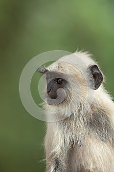 Hanuman langur, Semnopithecus entellus