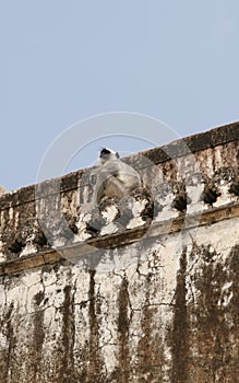 Hanuman langur (Semnopithecus entellus) monkey