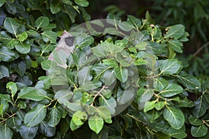 Hanuman Langur - Semnopithecus entellus, Sri Lanka