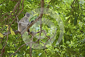 Hanuman Langur - Semnopithecus entellus, Sri Lanka