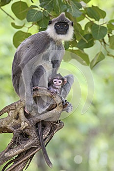 Hanuman Langur - Semnopithecus entellus, Sri Lanka