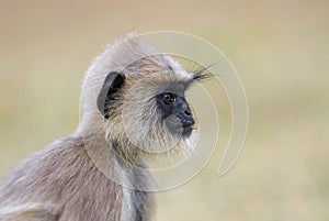 Hanuman Langur - Semnopithecus entellus, Sri Lanka