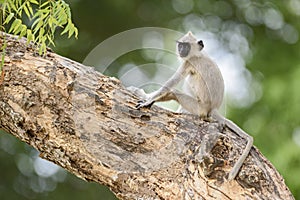 Hanuman Langur - Semnopithecus entellus, Sri Lanka