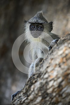 Hanuman Langur - Semnopithecus entellus, Sri Lanka