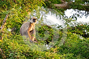 Hanuman Langur - Semnopithecus entellus, Sri Lanka