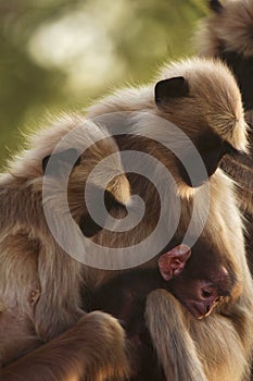 Hanuman Langur with young, Semnopitheaus entellus, Tadoba Tiger Reserve, Maharashtra, India