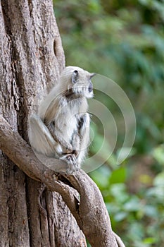 Hanuman langurs sit in a tree