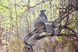 Hanuman Monkey or Leaf Monkey perched on tree