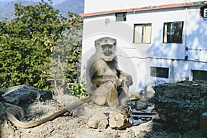 Hanuman monkey, sitting on the wall, Rishikesh