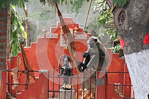 A hanuman temple hindu temple  and sitting a monkey