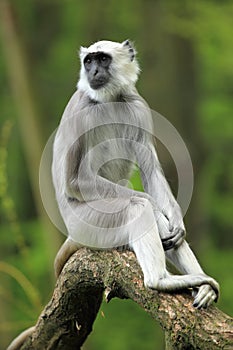 Hanuuan Langur photo