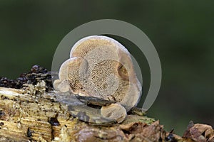 Hapalopilus rutilans (also known as Hapalopilus nidulans) is a species of polypore fungus in the family Polyporaceae. photo