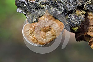 Hapalopilus rutilans (also known as Hapalopilus nidulans) is a species of polypore fungus in the family Polyporaceae. photo