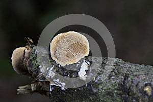 Hapalopilus rutilans (also known as Hapalopilus nidulans) is a species of polypore fungus in the family Polyporaceae. photo