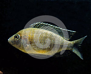 Haplochromis, haplochromis sp