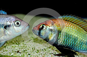 Haplochromis sp. ruby