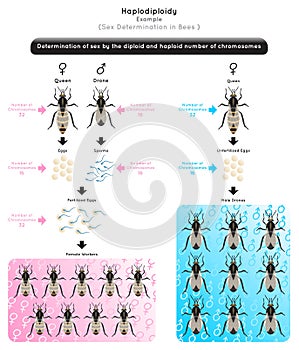 Haplodiploidy Infographic Diagram sex determination photo