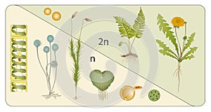 Haploid diploid stages