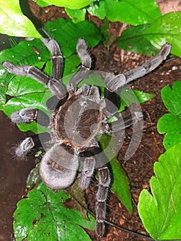 Haplopelma Doriae Tarantula Female animal