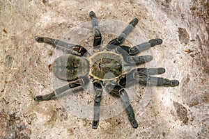 Haplopelma hainanum tarantula