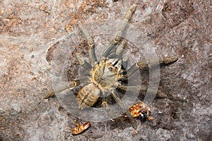 Haplopelma hainanum tarantula