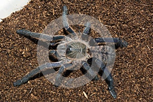 Haplopelma longipes spiderling