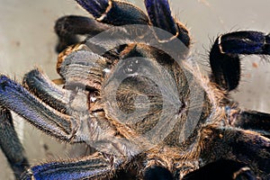 Haplopelma longipes tarantula