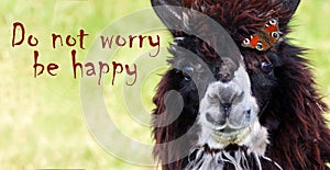 Happiness concept. Good mood. Portrait of a young cheerful llama with a bright butterfly close-up. Llama on the farm.