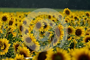 Happiness in the face of a sunflower