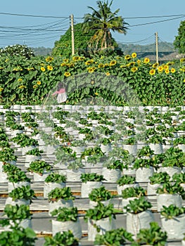 Happiness young girl having fun and cheerful in the organic strawberry farm on warm sunny day. New generation with agriculture.