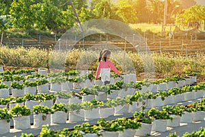 Happiness young girl having fun and cheerful in the organic strawberry farm on warm sunny day. New generation with agriculture.