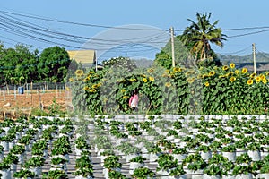 Happiness young girl having fun and cheerful in the organic strawberry farm on warm sunny day. New generation with agriculture.