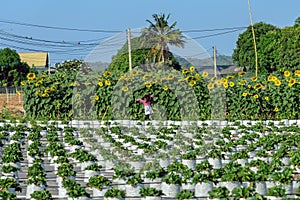 Happiness young girl having fun and cheerful in the organic strawberry farm on warm sunny day. New generation with agriculture.