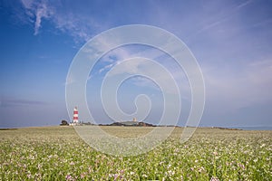 Happisburgh Lighthouse in a Field of Flowers