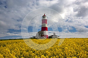 Happisburgh Lighthouse in the middle of the field with yellow flowers in Norfolk, UK