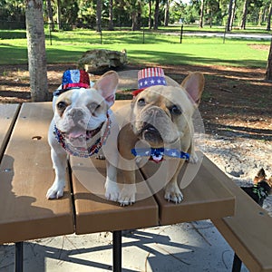 Happy 4th of July Frenchie style