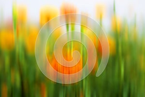 Happy abstract natural colors background. Blurry background of marigold flowers garden. Copy space for any design backgrounds