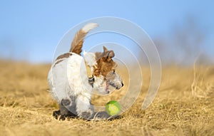 Happy active dog playing with a tennis toy ball, puppy hyperactivity