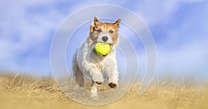 Happy active dog running with a tennis toy ball, puppy hyperactivity