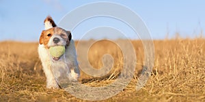 Happy active dog walking with a tennis toy ball, puppy banner