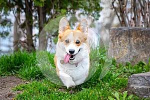.Happy and active purebred Welsh Corgi dog running outdoors in the park on a sunny summer day