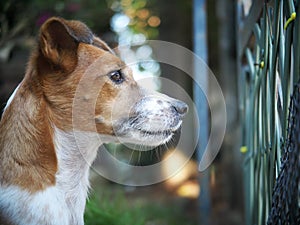 Happy active young Jack Russel, Rusell terrier dog white and brown