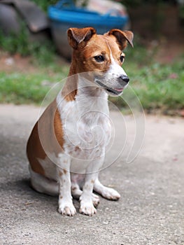 Young Jack Russel terrier dog white and brown color face and eyes